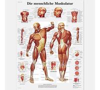 3B Scientific - Laminato Muscolatura Umana Poster - Poster di Anatomia Protetto da UV e Polvere per Studio, Insegnamento e Cliniche