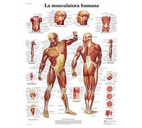3B Scientific VR3118L Poster anatomico, Muscolatura Umana