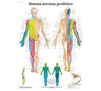 3B Scientific VR3621L Poster Esplicativo sul Sistema Nervoso Periferico Uomo