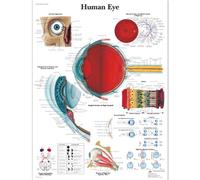 3B Scientific VR1226L Anatomia Umana - Grafico Occhio Umano, Versione Laminata
