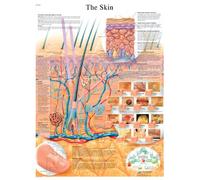 3B Scientific The Skin Chart versione laminata, 1001512