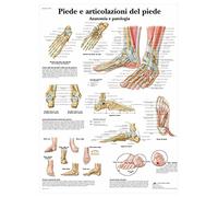 3B Scientific - Laminato Piede & Caviglia Poster - Anatomia & Patologia - Poster Protetto da UV e Polvere per Studio, Insegnamento e Cliniche