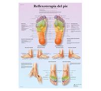3B Scientific - Laminato Riflessologia Plantare Poster - Poster Protetto da UV e Polvere per Studio, Insegnamento e Cliniche