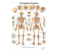 3B Scientific - Laminato Scheletro Umano Poster - Poster di Anatomia Protetto da UV e Polvere per Studio, Insegnamento e Cliniche