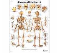 3B Scientific - Laminato Scheletro Umano Poster - Poster di Anatomia Protetto da UV e Polvere per Studio, Insegnamento e Cliniche