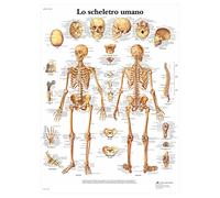 3B Scientific VR4113L Lo Scheletro Umano
