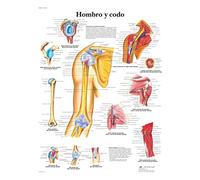 3B Scientific - Laminato Spalla & Gomito Poster - Anatomia & Patologia - Poster Protetto da UV e Polvere per Studio, Insegnamento e Cliniche