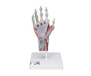 3B Scientific M33/1 Modello di Scheletro della Mano con Legamenti e Muscoli + software gratuito di anatomia - 3B Smart Anatomy