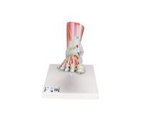 3B Scientific M34/1 Modello di scheletro del piede con legamenti e muscoli + software gratuito di anatomia - 3B Smart Anatomy