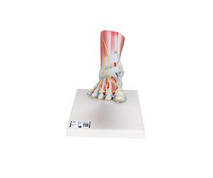 3B Scientific M34/1 Modello di scheletro del piede con legamenti e muscoli + software gratuito di anatomia - 3B Smart Anatomy