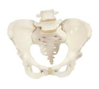 3B Scientific, modello anatomico di scheletro di bacino femminile A61
