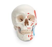3B Scientific Modello Classico di Cranio Umano con Marcature Muscolari, Cranio Anatomico in 3 Parti con Mandibola Mobile e Connessioni Magnetiche