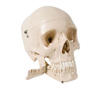 3B Scientific Modello di Cranio Umano a 4 Parti con 32 Denti Estraibili e Sezione della Mandibola - Modello Didattico Dettagliato di Anatomia Dentale