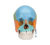 3B Scientific® Modello di Cranio Umano Anatomico - Versione Didattica in 22 Parti con Ossa Rimovibili, Strutture Numerate, PVC Lavabile + App Smart Anatomy (Garanzia 5 Anni)