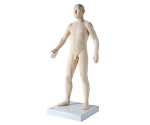 3B Scientific N30 Modello Maschile per Agopuntura