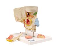 3B Scientific® Naso con Seni Paranasali - Modello Anatomico Umano Ingrandito in 5 Parti + Smart Anatomy App (Garanzia di 5 Anni)