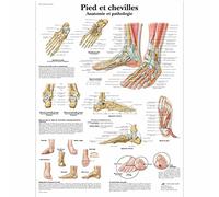 3B Scientific Piedi e Caviglie Tavola Didattica Anatomica su Carta, Multicolore, 50 x 67 cm