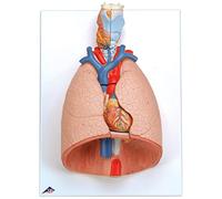 3B Scientific® Polmoni con Laringe - Modello Anatomico Umano in 7 Parti a Grandezza Naturale + Smart Anatomy App (Garanzia di 5 Anni)