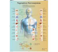 3B Scientific Poster anatomico del sistema nervoso autonomo in tedesco, simpatico e parasimpatico per medicina e infermieristica