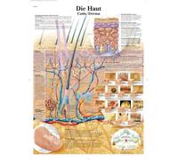 3B Scientific Poster anatomico della pelle umana in tedesco, struttura cutanea e dermatologia per medicina, infermieristica e biologia