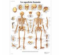 3B Scientific Poster anatomico dello scheletro umano in francese, sistema scheletrico per medicina, infermieristica, biologia e formazione sanitaria