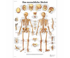 3B Scientific Poster anatomico dello scheletro umano in tedesco, tavola per medicina, infermieristica, biologia e formazione sanitaria