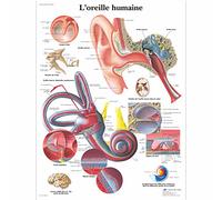 3B Scientific Orecchio Umano Tavola Didattica Anatomica su Carta, Multicolore, 50 x 67 cm