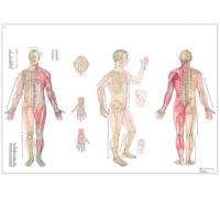 3B Scientific - Poster del corpo, per agopuntura, plastificato, 98 x 68 cm