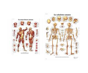 3B Scientific Poster la Muscolatura Umana & VR4113L Lo Scheletro Umano