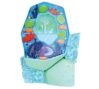 3B Scientific R05 Modello la Cellula Vegetale