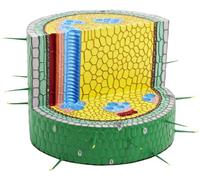 3B Scientific Sezione trasversale del ranuncolo strisciante, Ranunculus repens, Modello