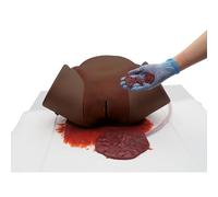 3B Scientific Simulatore di Emorragia Post Parto P97 PD PRO - carnagione scura