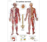 3B Scientific Sistema Nervoso Tavola Didattica Anatomica su Carta, Multicolore, 50 x 67 cm