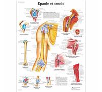 3B Scientific Spalla e Gomito Tavola Didattica Anatomica su Carta Laminata, Multicolore, 50 x 67 cm