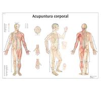 3B Scientific Su Carta, Agopuntura Corpo, 1