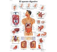 3B Scientific Su Carta, il Aparato Digestivo, 1