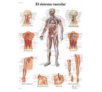3B Scientific Su Carta, il Sistema Vascular, 1