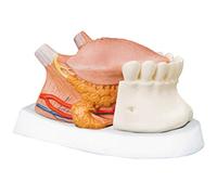 3B Scientific T12010 Modello di Anatomia Umana Modello di Lingua, Ingrandito 2.5 Volte, in 4 Parti