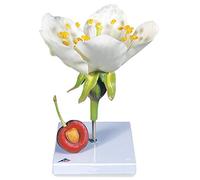 3B Scientific T21019 Prunus Avium Modello Fiore di Ciliegio con Frutto
