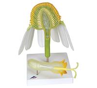 3B Scientific T21023 Modello Camomilla Comune