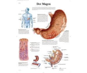 3B Scientific Tabella didattica laminata - 'Der Magen'