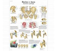 3B Scientific, tavola anatomica, Bacino e Anca - Anatomia e patologia (cod, VR41