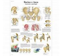 3B Scientific, tavola anatomica, Bacino e Anca - Anatomia e patologia (cod, VR41
