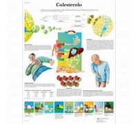 3B Scientific, tavola anatomica, Colesterolo (cod, VR4452L)