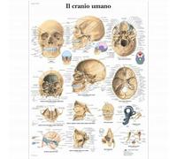 3B Scientific, tavola anatomica, Il cranio umano (cod, VR4131UU)