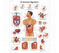 3B Scientific VR4422UU il Sistema Digestivo