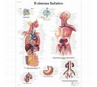 3B Scientific, tavola anatomica, Il sistema linfatico (cod, VR4392UU)