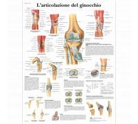 3B Scientific, tavola anatomica, L'articolazione del ginocchio (cod, VR4174L)