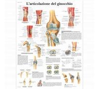 3B Scientific, tavola anatomica, L'articolazione del ginocchio (cod, VR4174UU)