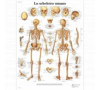 3B Scientific, tavola anatomica, Lo scheletro umano (cod, VR4113UU)